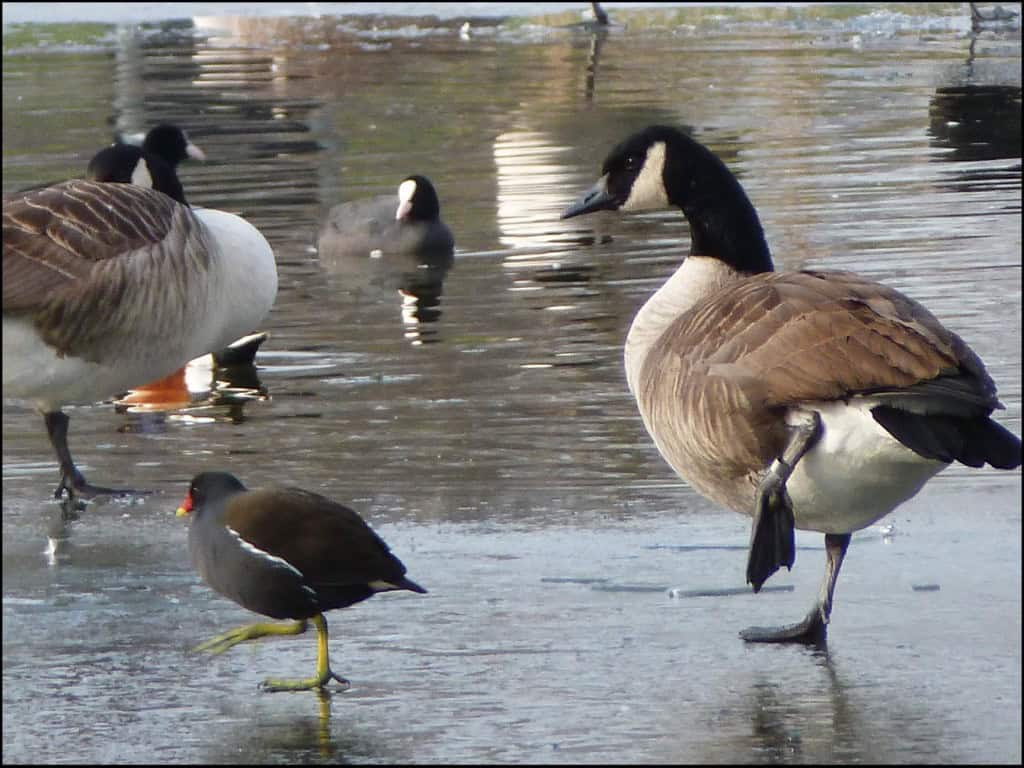 Duck_Dance_Clapham_Common