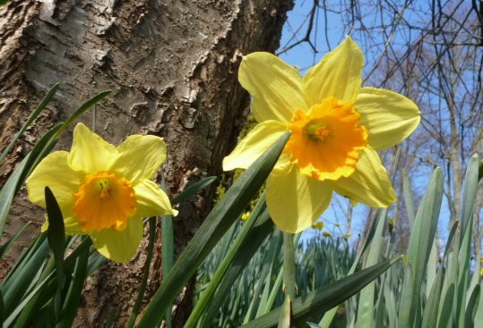daffodils in spring