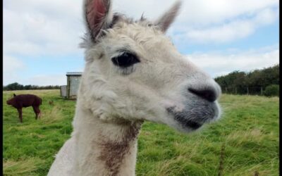 Beach Knitting, Hats and Cornish Alpaca
