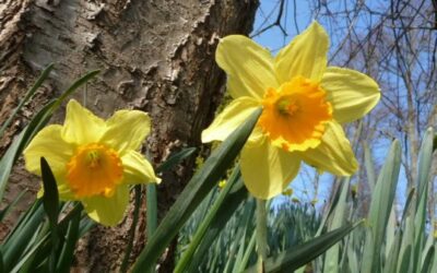 Spring has Sprung!